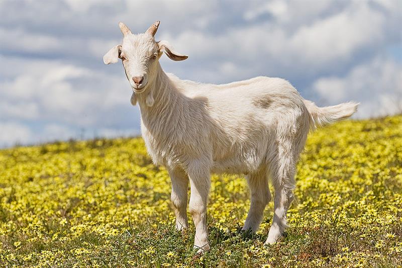 Nature Trivia Question: What is a castrated male goat called?