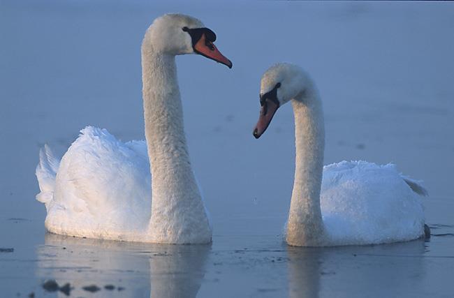 Nature Trivia Question: What is a female swan called?