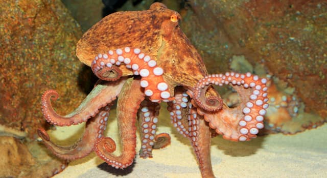 Nature Trivia Question: What is the plural of octopus?
