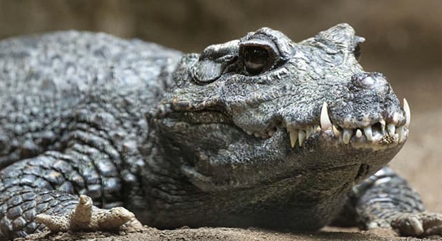 History Trivia Question: Which crocodile in Africa is rumored to have killed as many as 300 people near the Ruzizi River?