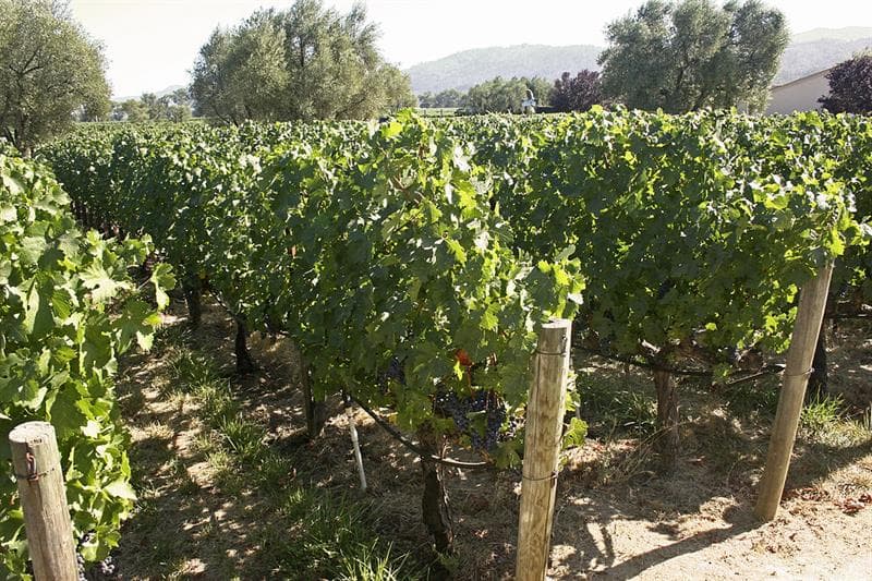 Culture Trivia Question: Which strong wine gets its name from a city in Northern Portugal?