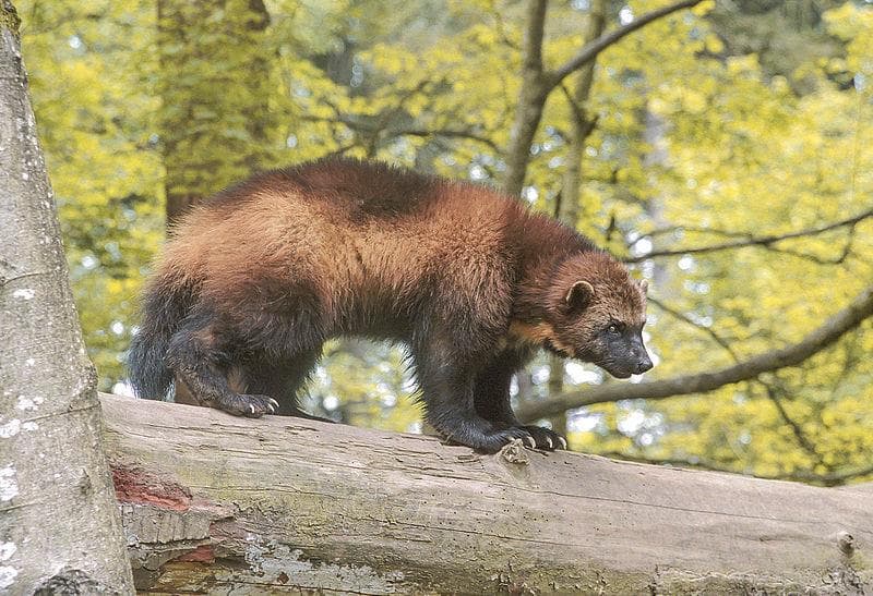 Geography Trivia Question: Which US state is the wolverine state?