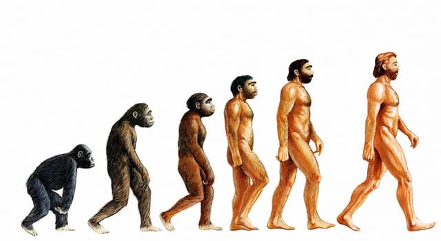 Science Trivia Question: Who is best known for developing a theory of evolution?