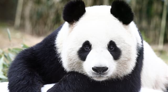 Nature Trivia Question: Approximately, how many hours per day do pandas spend eating?