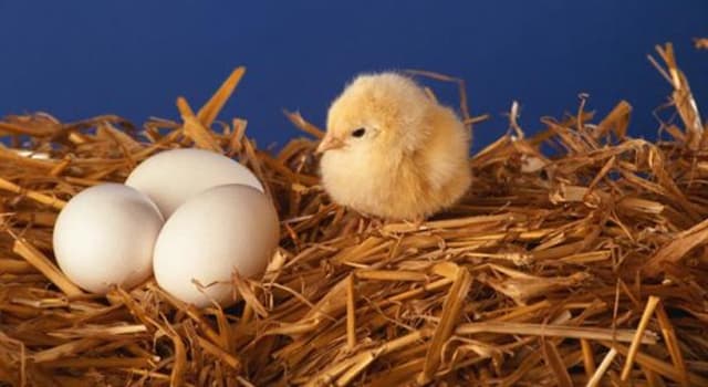 natura Pytanie-Ciekawostka: W jaki sposób rozwijający się „kurczak” oddycha wewnątrz swojej skorupki jaja?