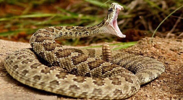 Nature Trivia Question: How many species of rattlesnakes are there in Arizona?