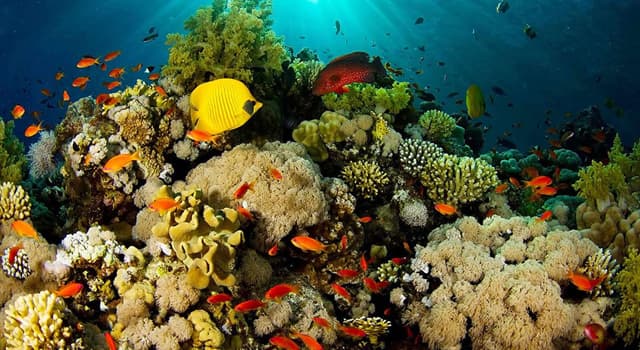 Naturaleza Pregunta Trivia: ¿La Barrera de Coral de Belice es la más grande del Mar Caribe?