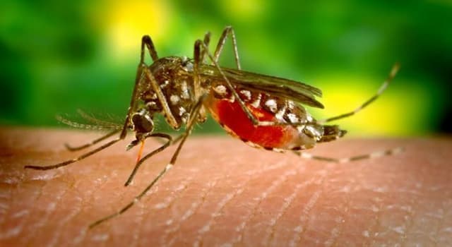 nauka Pytanie-Ciekawostka: Jakim kolorem określana jest gorączka przenoszona przez komara?