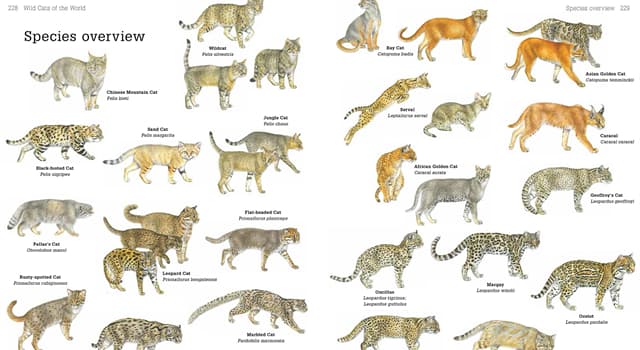 Nature Trivia Question: Which of the following is the largest cat?