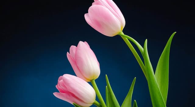 Nature Question: Quelle partie de la tulipe est exportée depuis les Pays Bas ?