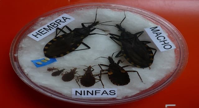 Сiencia Pregunta Trivia: ¿Cómo se llama el insecto (vector) responsable de "La Enfermedad de Chagas"?