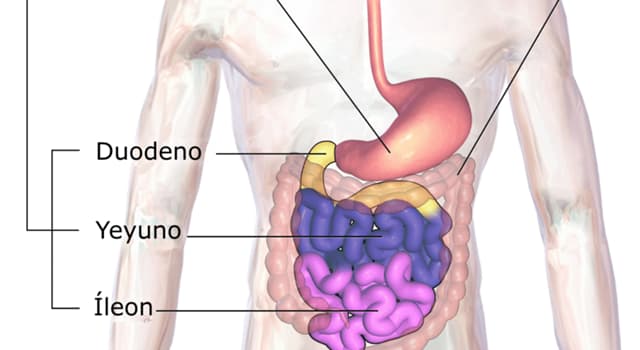 Сiencia Pregunta Trivia: ¿Cuál es la longitud del intestino delgado?