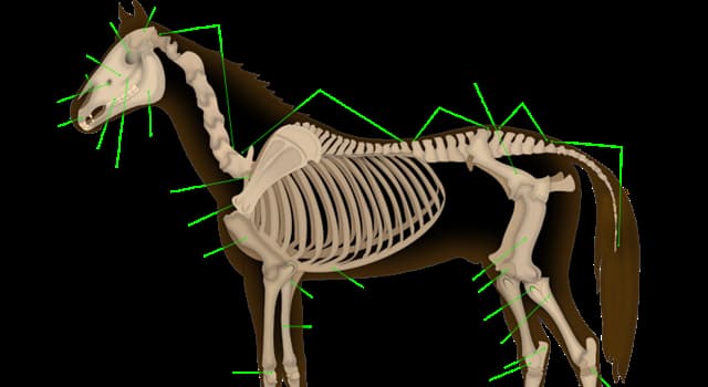 Naturaleza Pregunta Trivia: ¿Cuántos huesos componen el esqueleto de un caballo?