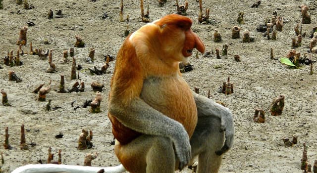 Naturaleza Pregunta Trivia: ¿Dónde habita el mono narizón?