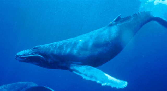 Naturaleza Pregunta Trivia: ¿Hasta qué distancia puede escucharse el sonido de la ballena azul?