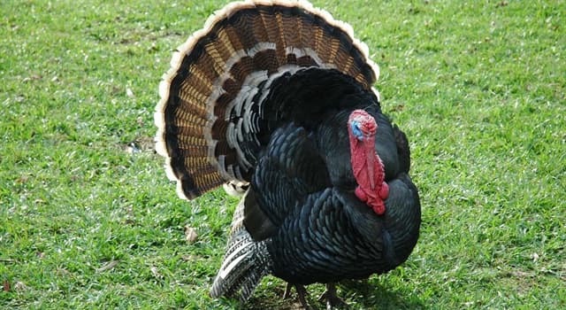 Where Did The Word Turkeys Originate From