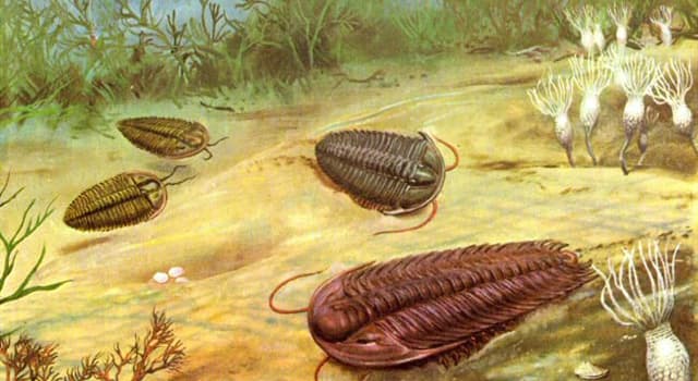 Сiencia Pregunta Trivia: ¿Qué son los trilobites?