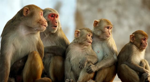 Nature Trivia Question: What is the most obvious difference between apes and monkeys?