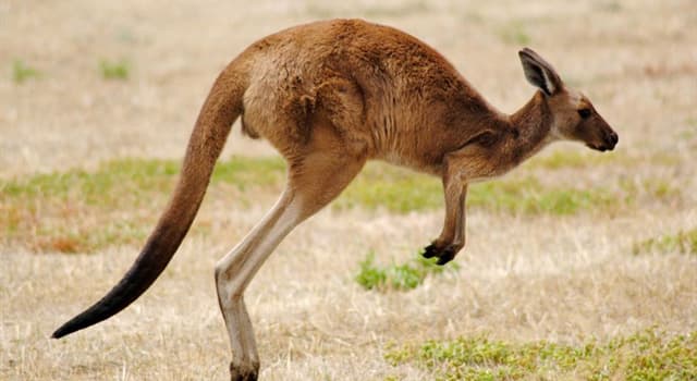 społeczeństwo Pytanie-Ciekawostka: Które linie lotnicze mają logo kangura na ogonie samolotu?