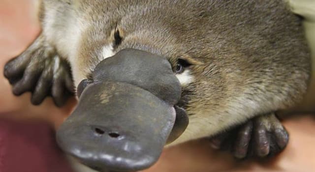 natura Pytanie-Ciekawostka: Co łączy kolczatkę i dziobaka australijskiego?