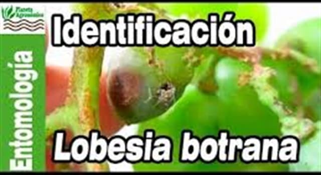 Naturaleza Pregunta Trivia: ¿A qué tipo de cultivo afecta la plaga "Lobesia botrana"?