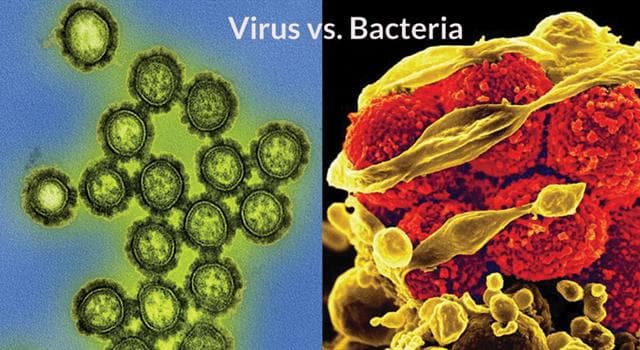 Сiencia Pregunta Trivia: ¿Cuál de estas palabras se utiliza para clasificar las bacterias y los virus?