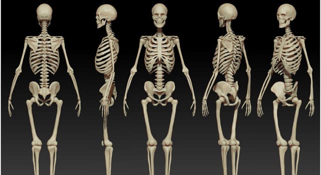 Science Trivia Question: In the human body, where would you find the scapula bone?