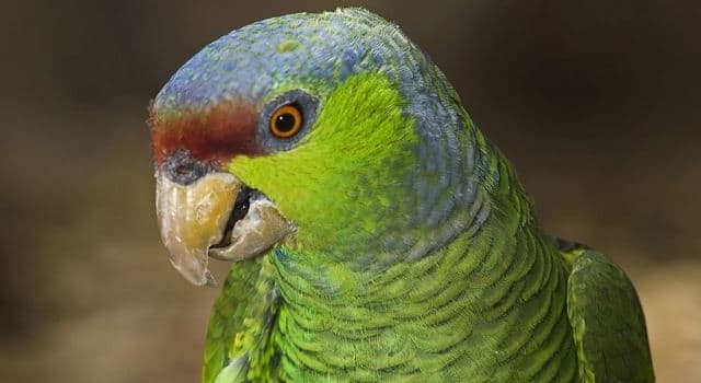 Nature Trivia Question: Which country is the Lilac-crowned parrot (Amazona finschi) indigenous to?