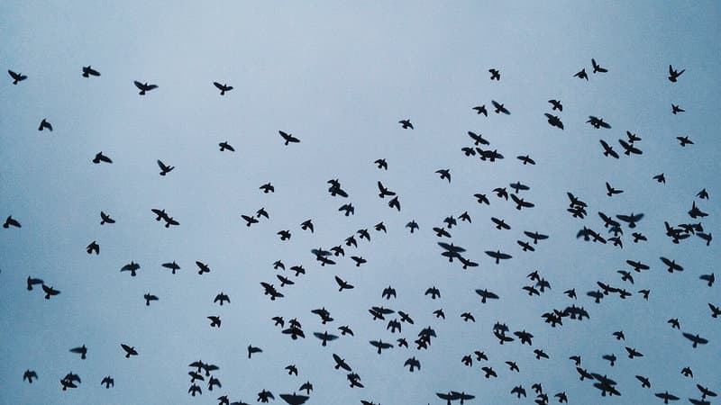 Natur Wissensfrage: Welcher dieser Vögel kann nicht fliegen?