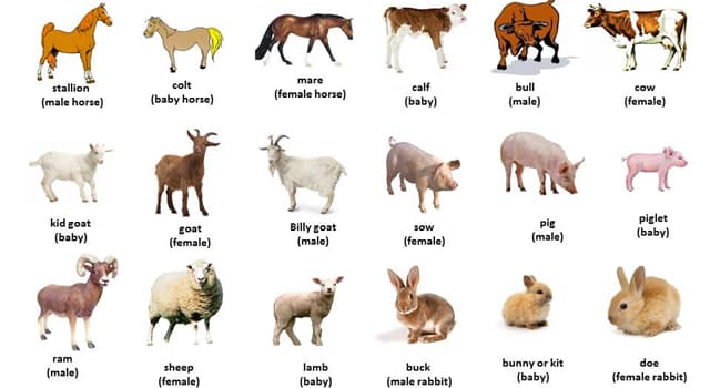 Ovine Refers To Which Animal Trivia Questions Quizzclub
