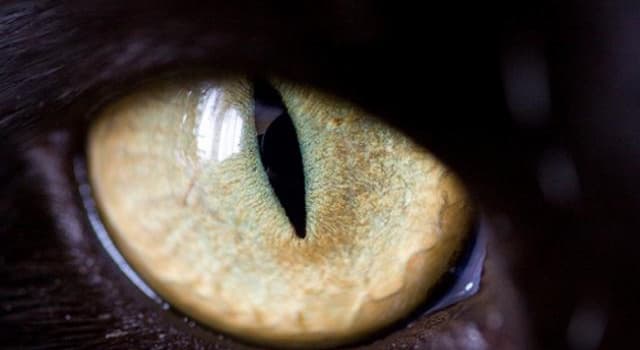 Naturaleza Pregunta Trivia: ¿Qué animal posee los ojos más grandes del planeta?