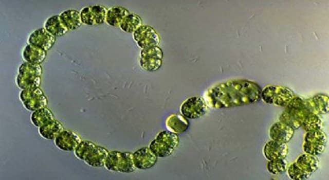 Сiencia Pregunta Trivia: ¿Qué son las cianobacterias?