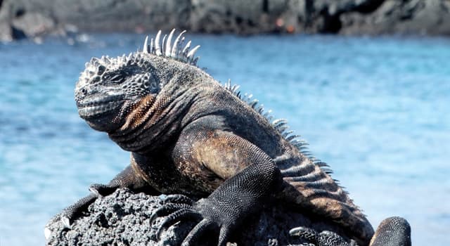 Natura Domande: L'iguana marina è nativa di quale arcipelago?