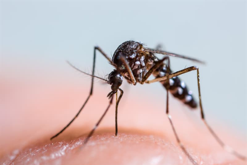 Nature Trivia Question: Only female mosquitoes bite humans and animals.