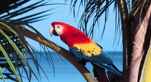 Nature Trivia Question: Which bird is known as the Sea Parrot?
