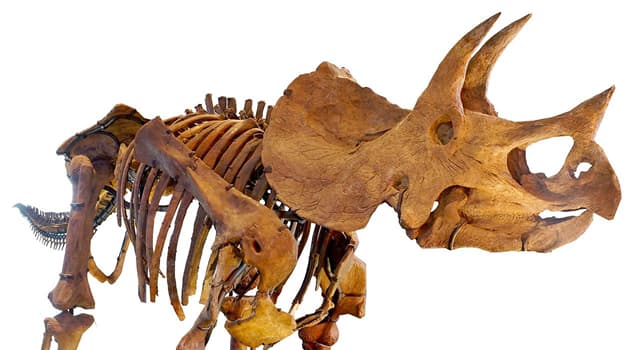 Nature Trivia Question: Why was this dinosaur called "Triceratops"?