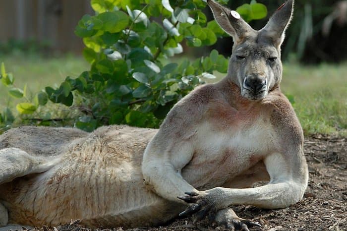 natura Pytanie-Ciekawostka: Co jedzą kangury?