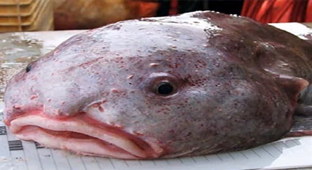Naturaleza Pregunta Trivia: ¿Cómo se llama el pez que aparece en la imagen?