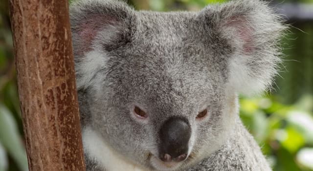 Сiencia Pregunta Trivia: ¿Cuál de éstas  enfermedades  está azotando a los Koalas?