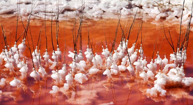 Naturaleza Pregunta Trivia: ¿Cuál es la causa del color rojo de las aguas del lago Camargue en Francia?