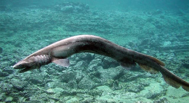Naturaleza Pregunta Trivia: ¿Cuánto puede durar el embarazo del tiburón anguila?