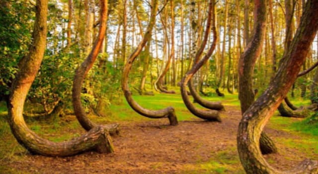 Naturaleza Pregunta Trivia: ¿Dónde se encuentra el “bosque torcido”?