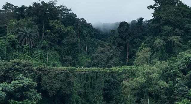 Geografía Pregunta Trivia: ¿Entre qué latitudes se localiza la selva ecuatorial?