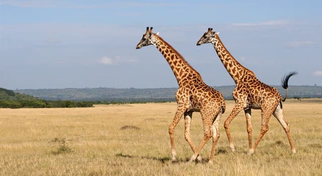 Natuur Trivia Vraag: Hoeveel kamers heeft de maag van een giraf?