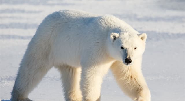 Nature Trivia Question: How much does the adult male Polar bear weigh?