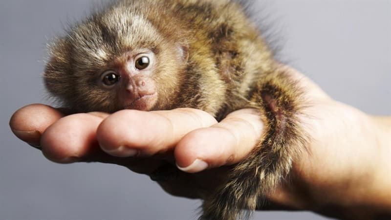 natura Pytanie-Ciekawostka: Jak nazywa się najmniejszy gatunek małp na świecie?
