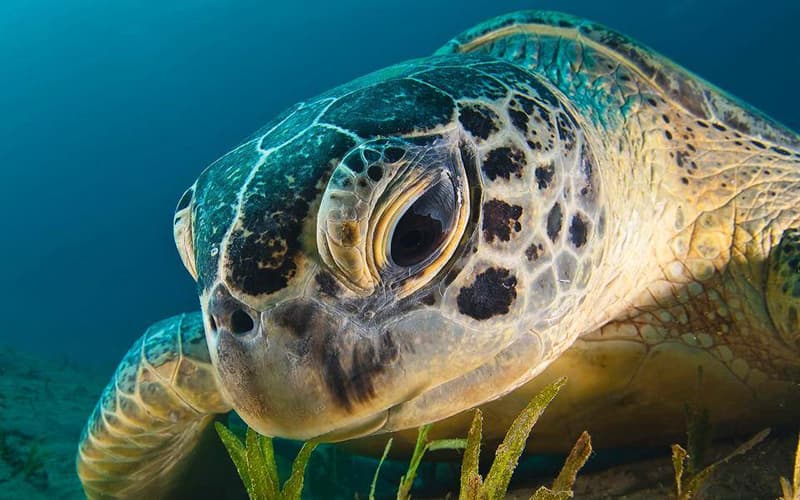 Natur Wissensfrage: Stimmt es, dass Schildkröten weinen können?