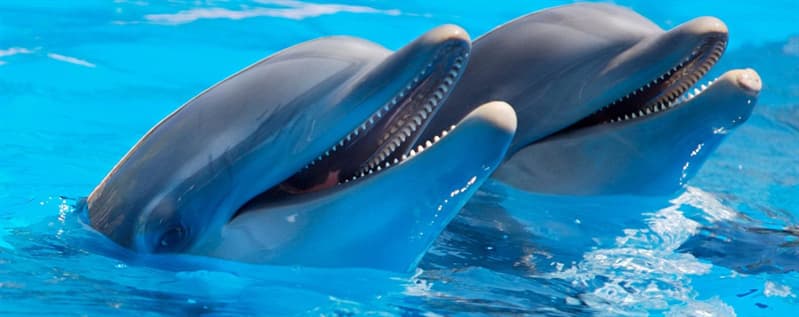природа Запитання-цікавинка: Скільки місяців триває період вагітності у дельфінів?