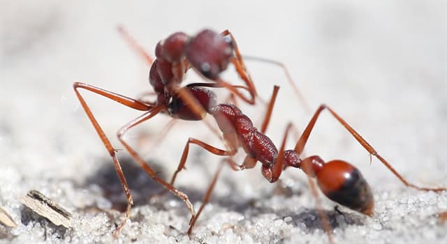 Nature Trivia Question: What is the most dangerous ant in the world?