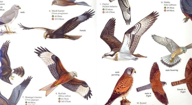 Nature Trivia Question: What is the UK's smallest bird of prey?